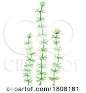 Nitella Seaweed Aquatic Plant by Vector Tradition SM