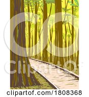 Bottomland Hardwood Forest In Congaree National Park South Carolina WPA Poster Art