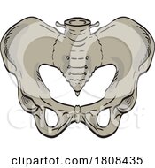 Poster, Art Print Of Sacroiliac Joints Linking The Pelvis And Lower Spine Front Cross Section Drawing