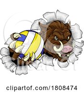 01/30/2024 - Boar Razorback Hog Volleyball Volley Ball Mascot