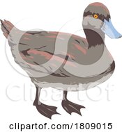02/21/2024 - Blue Billed Duck Or Oxyura Australis Side View Isolated Background Art Deco WPA Poster Art