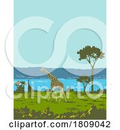 02/21/2024 - Giraffe In Murchison Falls National Park Uganda Africa Art Deco WPA Poster Art