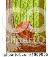 Poster, Art Print Of Orangutan In Kutai National Park East Kalimantan Indonesian Borneo Art Deco Wpa Poster Art