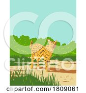 Poster, Art Print Of Serval Or Leptailurus Serval In Kruger National Park South Africa Art Deco Wpa Poster Art