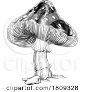 Poster, Art Print Of Mushroom Toadstool Fly Agaric Amanita Muscaria