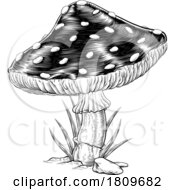 03/17/2024 - Mushroom Toadstool Fly Agaric Amanita Muscaria