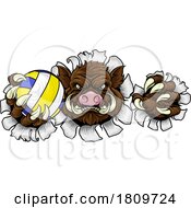 03/19/2024 - Boar Razorback Hog Volleyball Volley Ball Mascot