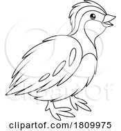 03/29/2024 - Licensed Clipart Cartoon Quail