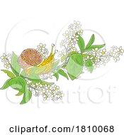 Licensed Clipart Cartoon Snail On A Blossoming Branch