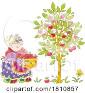 Poster, Art Print Of Cartoon Clipart Grandma Picking Cherries