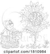 Cartoon Clipart Grandma Picking Cherries