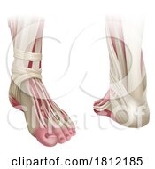 Foot Muscles Anatomy Medical Illustration