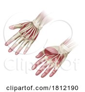 Poster, Art Print Of Hand Muscles Anatomy Medical Illustration