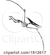 Pterodactyl Dinosaur Skeleton