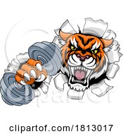 Poster, Art Print Of Tiger Weight Lifting Dumbbell Gym Animal Mascot