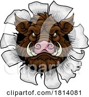 07/16/2024 - Boar Wild Hog Razorback Warthog Pig Sports Mascot