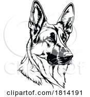 Poster, Art Print Of Alert German Shepherd Dog Licensed Stock Image