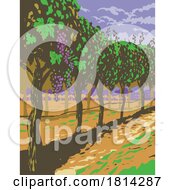 07/17/2024 - Grapevine In Vineyards Of Sonoma Valley Wine Region Northern California WPA Poster Art