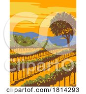 Vineyard In Sonoma Valley Wine Region Northern California WPA Poster Art