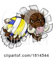 Poster, Art Print Of Boar Razorback Hog Volleyball Volley Ball Mascot