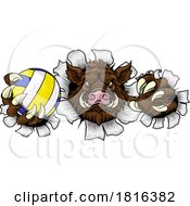 Poster, Art Print Of Boar Razorback Hog Volleyball Volley Ball Mascot