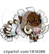 Poster, Art Print Of Boar Wild Hog Razorback Warthog Baseball Mascot