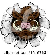 Poster, Art Print Of Boar Wild Hog Razorback Warthog Pig Sports Mascot