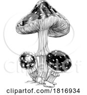 Mushrooms Toadstools Vintage Engraved Woodcut