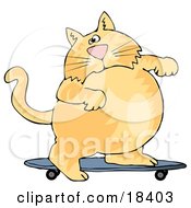 Fat Orange Cat Skateboarding On A Blue Skateboard