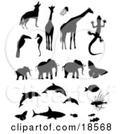 Poster, Art Print Of Collection Of Animal Silhouettes Including A Wolf Or Coyote Giraffes Jellyfish Toucan Seahorse Gecko Elephants Butterflies Dolphins Triggerfish Lionfish A Shark And Clownfishes