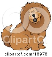 Cute And Fluffy Brown Chow Chow Dog Sticking His Black Tongue Out And Looking At The Viewer