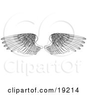 Poster, Art Print Of Coloring Page Of Two Open Feathered Wings