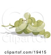 Clipart Illustration Of A Group Of Ripe And Whole Green Grapes In A Bunch On The Vine by Vitmary Rodriguez