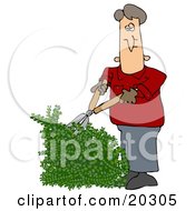 Poster, Art Print Of White Guy Using Hedge Trimmers To Cut A Green Hedge While Doing Yard Work