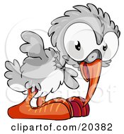 Long Beaked Gray Bird With Big Orange Feet