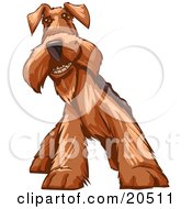 Clipart Illustration Of A Social Airedale Terrier Dog Grinning At The Viewer by Tonis Pan