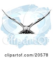 Poster, Art Print Of Hunting Eagle In Flight His Wings Spanned