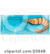Poster, Art Print Of Swimming Shrimp In Clean Blue Waters