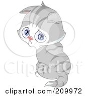 Poster, Art Print Of Sad Gray Kitten Pouting And Looking Over His Shoulder