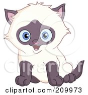 Poster, Art Print Of Happy Blue Eyed Siamese Kitten Sitting