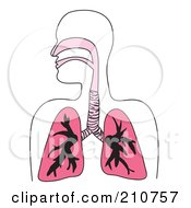 Royalty Free RF Clipart Illustration Of A Human Respiratory Diagram In Pink