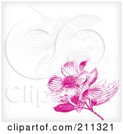Royalty Free RF Clipart Illustration Of A Pink Dogwood Flower Blossom Background With Faint Flowers On White