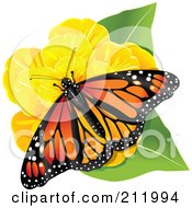 Monarch Butterfly On A Yellow Flower And Green Leaves