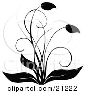Elegant Black And White Flourish Flowering Plant With Curving Leaves