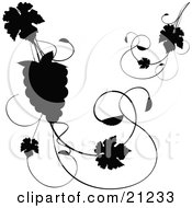 Poster, Art Print Of Silhouetted Grapevine With Leaves And A Bundle Of Grapes Over A White Background