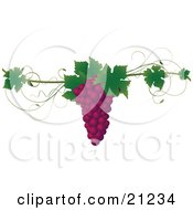 Poster, Art Print Of Bunch Of Purple Concord Grapes With Green Leaves On A Grapevine Over A White Background