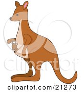Clipart Illustration Of A Baby Joey Riding In A Kangaroo Pouch In Profile
