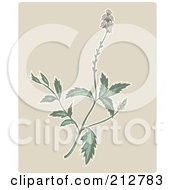 Royalty Free RF Clipart Illustration Of A Vervain Plant Over Beige by patrimonio