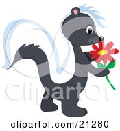Poster, Art Print Of Adorable Skunk Walking Outside And Getting A Whiff Of A Red Daisy Flower