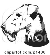 Airedale Terrier Dogs Head In Profile Facing To The Left